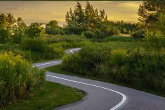 The Trail