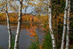 Autumn Birch
