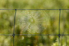 Spider Web