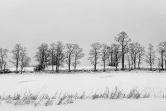 Tree Line