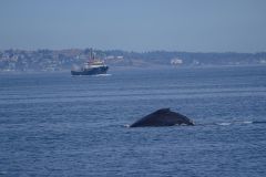 Whale Watching