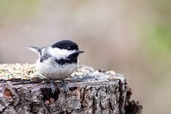 Chickadee Having Lunch