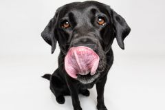 Sadie's Tongue