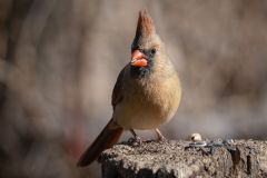 Female Cardinal