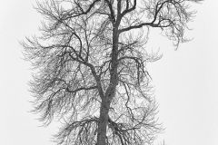 Deciduous Tentacles