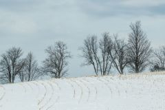 Winter Fields