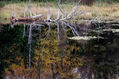 Autumn Reflections
