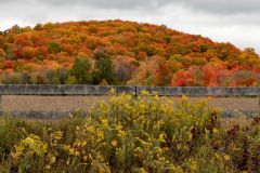 Autumn Splendour Fenced In
