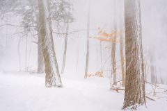 A Sudden Squall