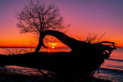 The Sunrise