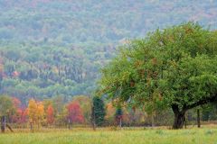 Fruits of Autumn