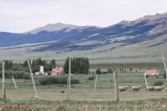 Countryside Ewe View