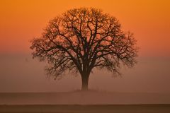 Lonely Tree in Early Morning Fog