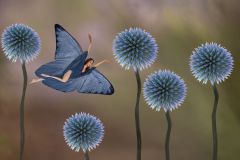 Bluebelle Garden Fairy