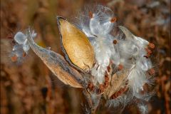 Milkweed
