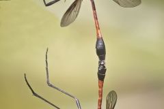 Systropus Macer Flies Mating