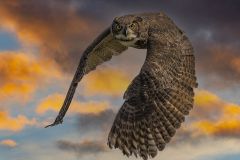 Great Horned Owl