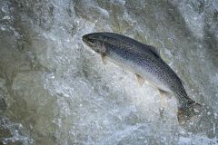 Steelhead Salmon Heading Upstream to Spawn