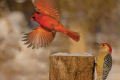 Male Cardinal and Red Bellied Woodpecker