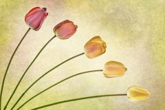 Tulips Evolving