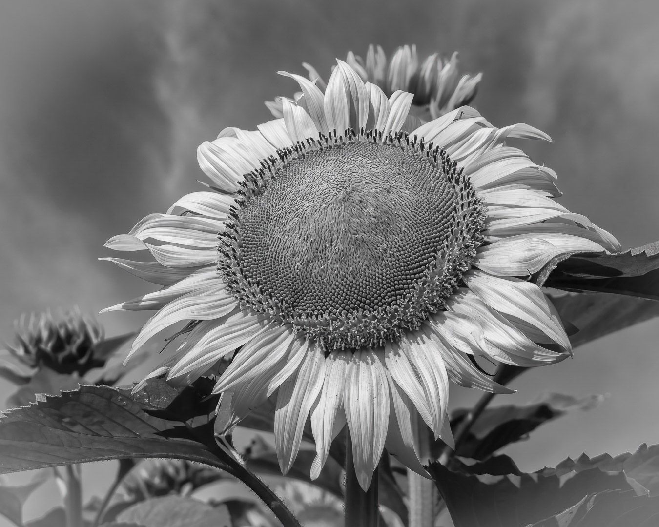 Sunflower a Study in Black and White