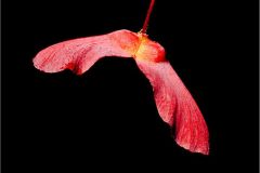 Maple Seeds