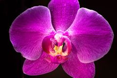 Orchid