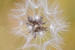 Seedhead