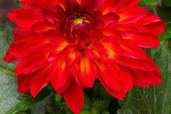 Dahlia