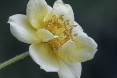Rosa Chewhocan Easy Lemon Zest