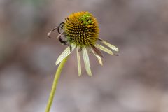 Echinacea