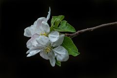 Apple Blossom