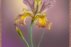 Peacock Butterfly Iris
