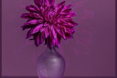 Purple Gem