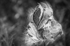 Bursting Milkweed Pods