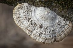 Polypore Fungus