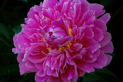 Peony Paeoniaceae