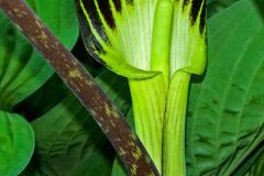 Jack in the Pulpit