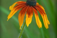 Rudbeckia