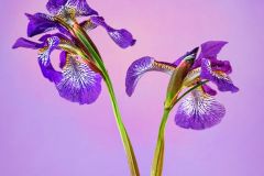 Ruffled Velvet Siberian Iris