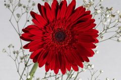 Gerbera Daisy