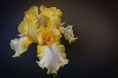Iris 7