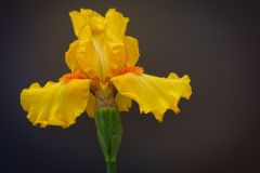 Iris 5