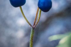Clintonia Borealis