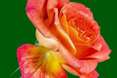 Rose01
