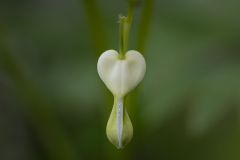 Oh My Bleeding Heart