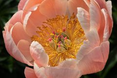 Pretty Peach Peony