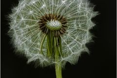 Dandelion Clock Taraxacum Officinale