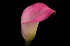 Calla Lily