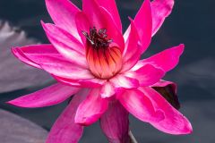 Waterlily Beauty